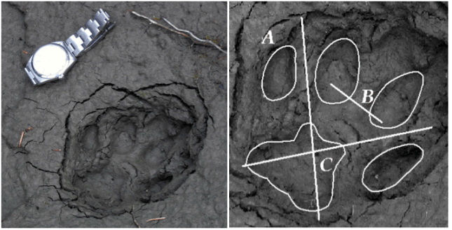 cougar tracks