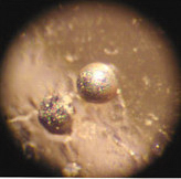 Gold in the James River small0001cropped