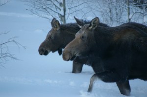 Submitted by Judy and Ken