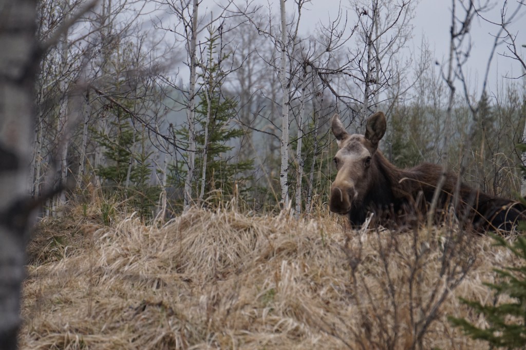 Moose resting on Lot 12, Apr 2016