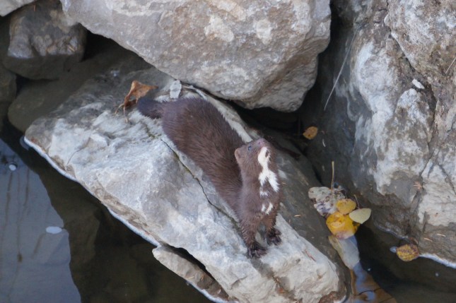 Mink under bridge, Oct 2015