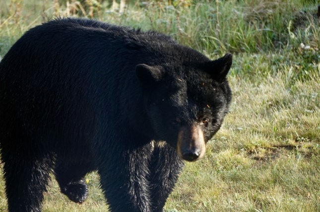 Black bear in the retreat, May 2016