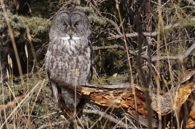 Great grey owl, James River Road, Oct 2015