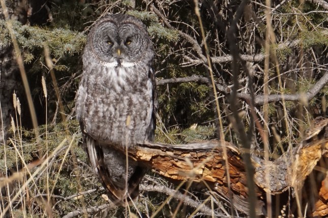 Great grey owl, James River Road, Oct 2015