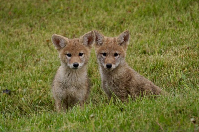 Coyote pups near fish pond, June 2016