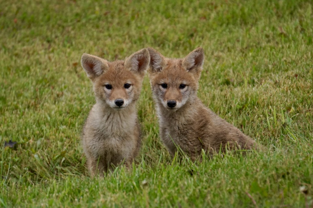 Coyote pups near fish pond, June 2016