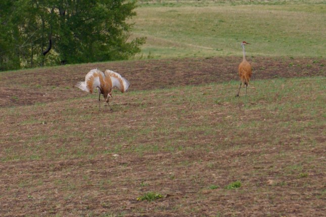 Sandhill Cranes courting, May 2016