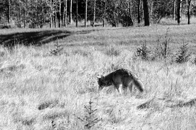 Coyote hunting, October 2016