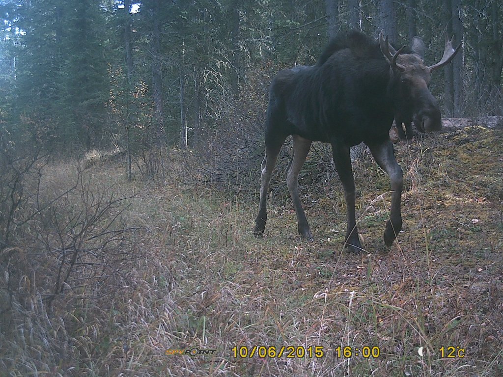 Moose caught on crittercam, Oct 2015