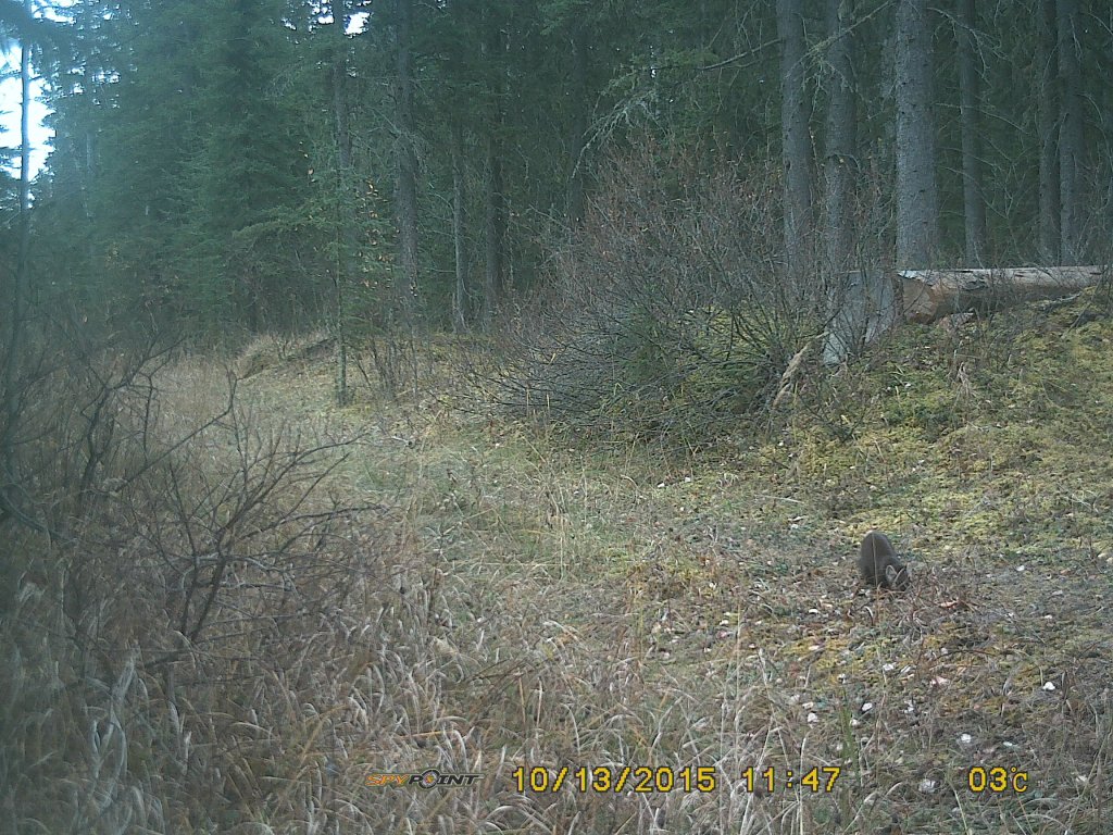 What IS that, anyway? Pine Marten caught on crittercam, south edge of JRR, Oct 2015