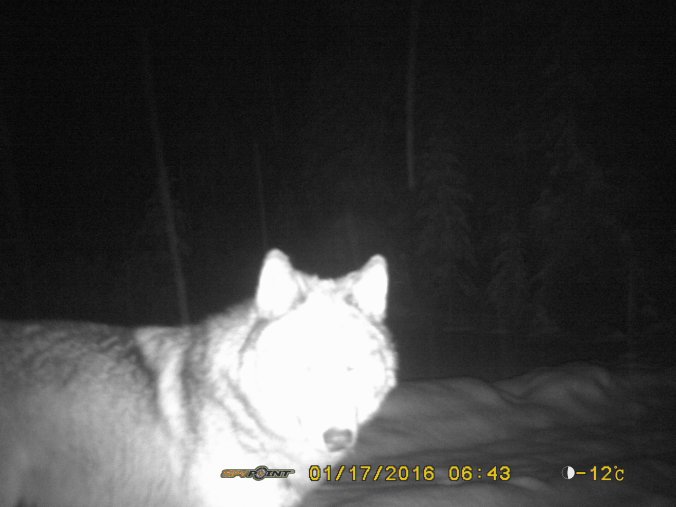 Wolf caught on crittercam, Feb 2016