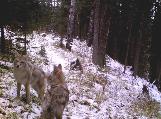 May's pups now teenagers? Crittercam, October 2016
