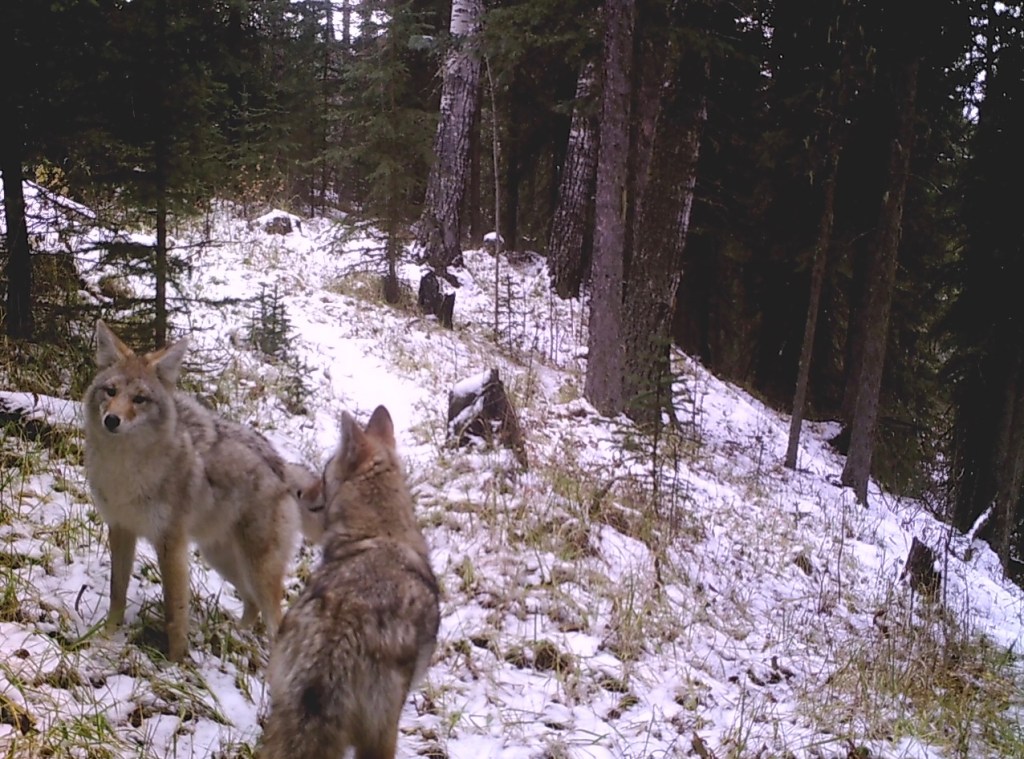 May's pups now teenagers? Crittercam, October 2016